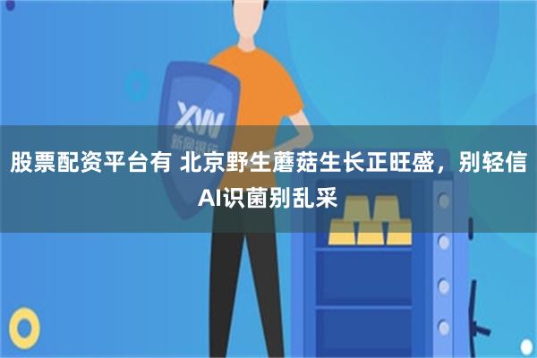 股票配资平台有 北京野生蘑菇生长正旺盛,别轻信AI识菌别乱采
